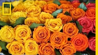 Do You Know Where Your Roses Come From?