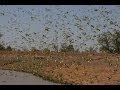 Biggest Swarm of Budgies