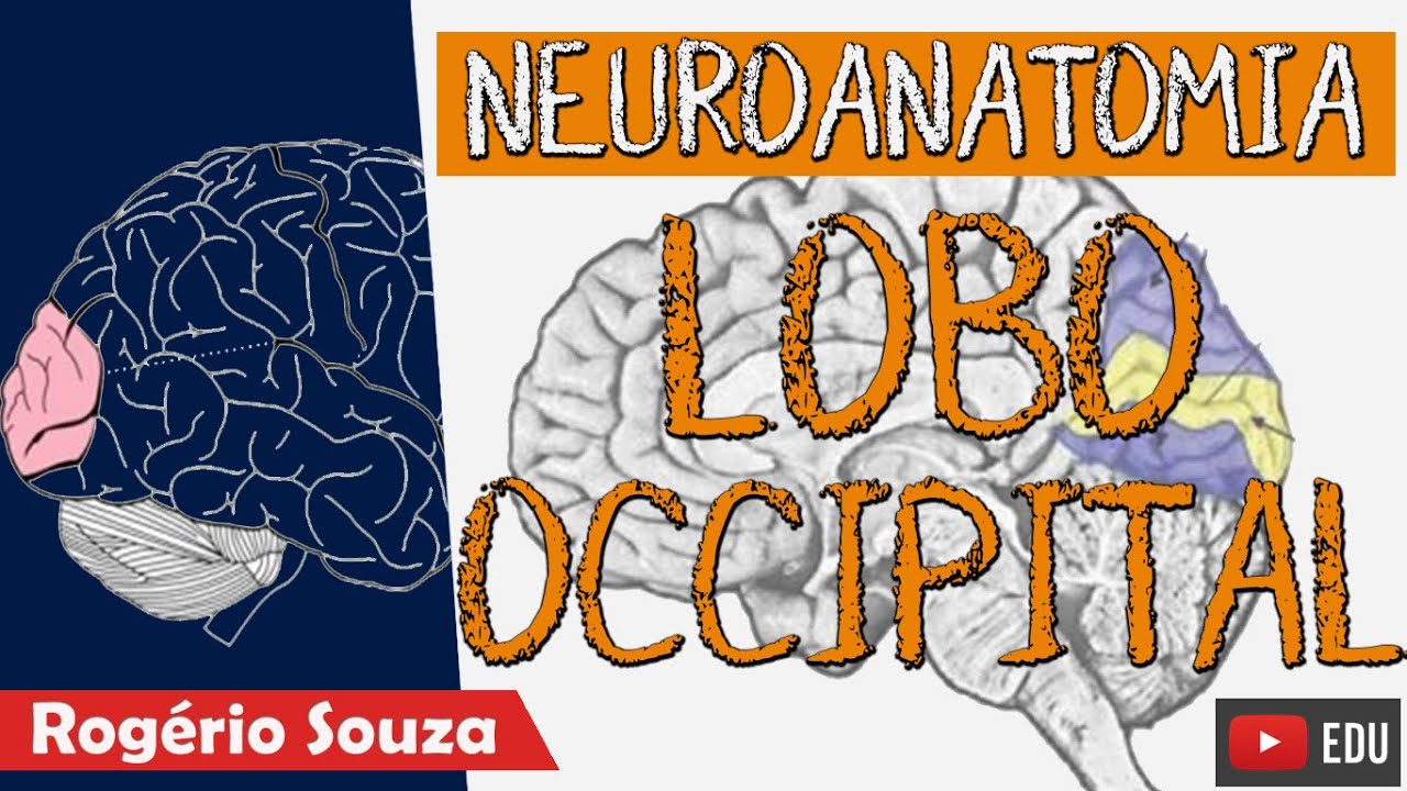 LOBO OCCIPITAL (Aula Nova) - Neuroanatomia com Rogério Souza (Aula Completa)