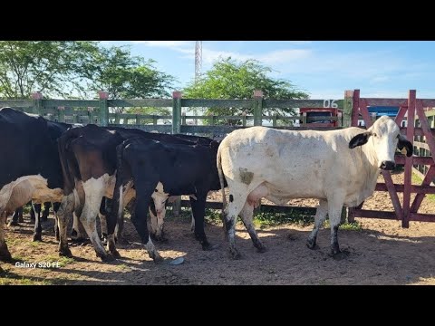 FEIRA DO GADO DE ÁGUAS BELAS PERNAMBUCO 09/03/2026
