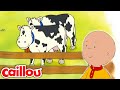 Who S Mooing Caillou WildBrain Learning For Children