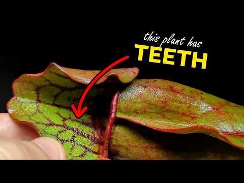 Sarracenia purpurea: Canada's Deadly Secret