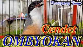 Download lagu PANCINGAN JITU PERANGSANG BUNYI CENDET BAHAN OMBYOKAN mp3 Download lagu PANCINGAN JITU PERANGSANG BUNYI CENDET BAHAN OMBYOKAN mp3