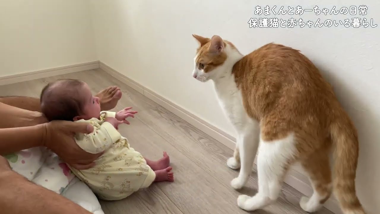 赤ちゃんの扱いに長けている賢い保護猫のあまくん。【保護猫と赤ちゃんのいる暮らし】