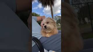 Video preview image #1 Shiranian Puppy For Sale in Weston, FL, USA