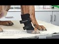 Видео о товаре Rehab, протектор запястного сустава собаки / Kruuse (Дания)