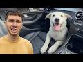 Our Giant Foster Puppy Got Returned... Here’s What Happened