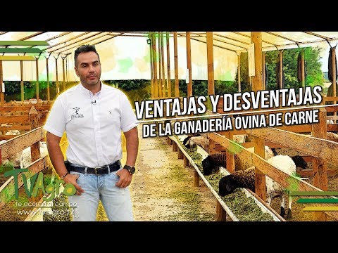 Fotograma del vídeo: Ventajas y desventajas de la ganadería ovina de carne. Corderos