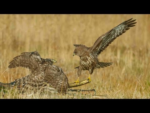Buzzards vs Goshawk in Slowmotion. 4k GH5