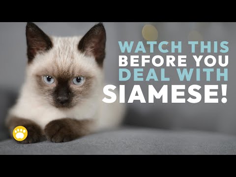 10 Interesting Facts About Siamese Cats
