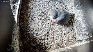 Eerste ei gelegd op 9 maart 2026