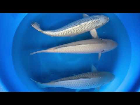 JKS 333 2Y female soragoi, chagoi, Mukashi ogon 55 cm