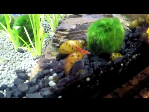 9 Gallon Fluval  Flex Tank Shrimp Tank!