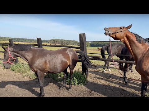 Konie Wielkopolskie u p. Szymona Przespolewskiego