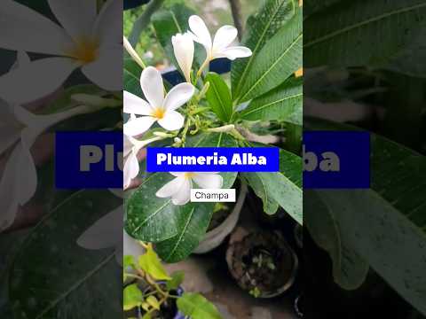 , title : 'plant no. 28 #plumeria #champa #viral #plants #houseplants #shortvideo #shorts'