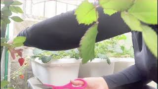 STRAWBERRY PICKING TIME #1st harvest at my mini farm