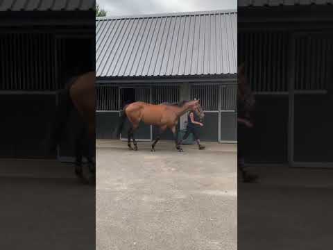 Video 2