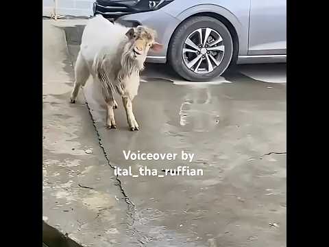JAMAICAN GOAT @ital_tha_ruffian #jamaicanvoiceover #funny #voiceover