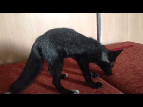 Viral Video UK: Foxy Fun!