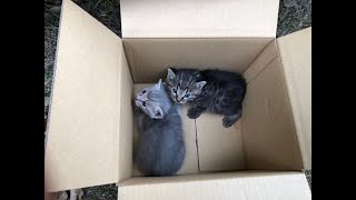 【捨て猫】公園に捨てられた猫を救う為にTwitterで呟いたら驚く事に！その感謝を伝える為の動画です。