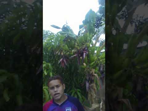 Mata de plátano con 5 racimos, Maracaibo, Venezuela.