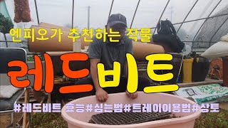 레드비트 | 레드비트 효능 | 레드비트 심는법 | 트레이파종방법 | 산파 | 흩어뿌리기 | 상토란?