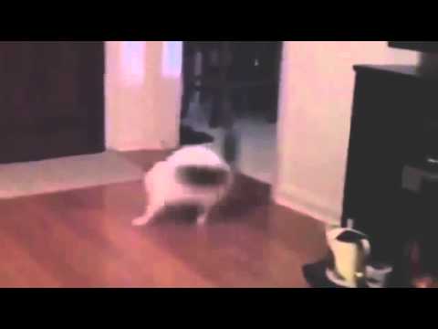 Purva Palm Beach Scam-Epic Funny Cats 1 Minutes