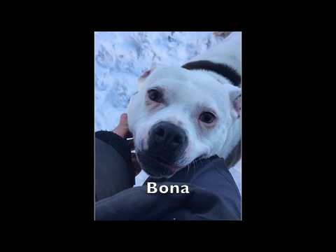 Bona, an adopted Pit Bull Terrier Mix in Syracuse, NY_image-1