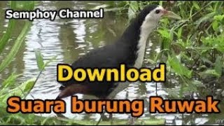 Download lagu Download SUARA BURUNG RUAK SAWAH mp3 Download lagu Download SUARA BURUNG RUAK SAWAH mp3
