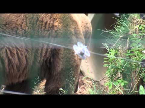 Die neue Heimat der Senftenberger Bären