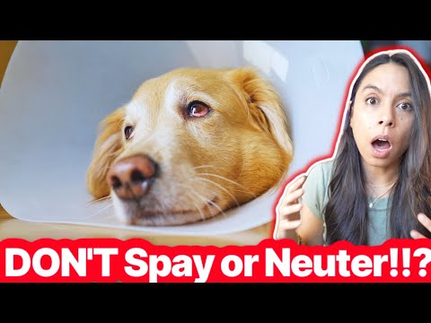 The Truth About Spaying and Neutering: Debunking Myths and Revealing the Risks