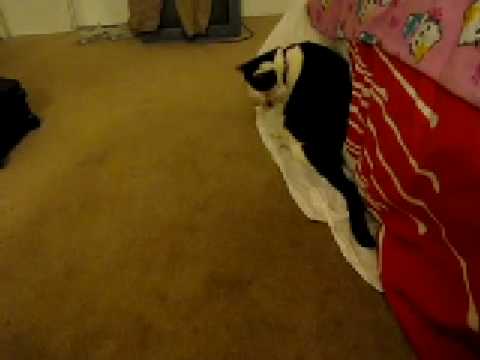 My cat Neville fetches