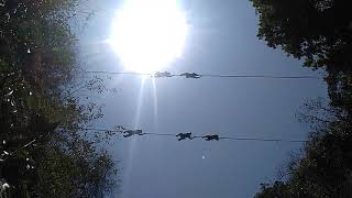 Download lagu Ngeri!! Ngeriii ...Sedap..Pendidikan di PUSDIK BRIMOB WATUKOSEK mp3