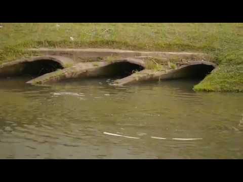 Wildlife Interactions _ Otters _ Monitor Lizard _ Grey Heron _ Thursday 31jan2019 Singapore