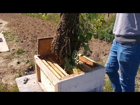 , title : 'كيف نتعامل مع طرد النحل الطبيعي .'