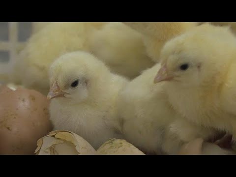Tierschützer empört: Kükenschreddern weiter erlaubt