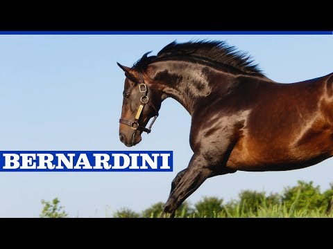 Bernardini-Hengstschau mit Kate Galvin