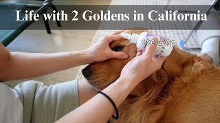 Pack/Travel with two big dogs, Care routine between baths, Picnic at the park | Life with Goldies