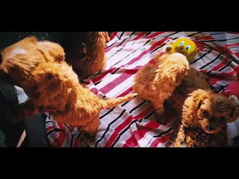 Cavapoo puppy for sale