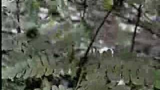 i am canadian iammovie moxy fruvous river valley