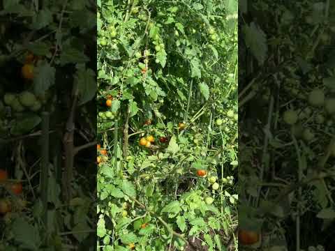 本物の牛ハツトマトとその特徴的な形状