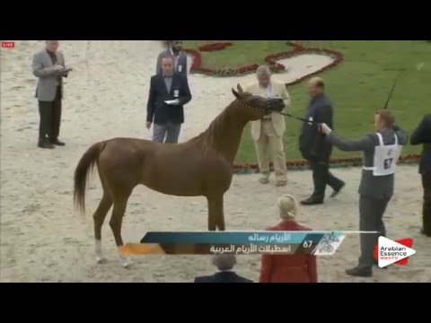 N.67 AL ARYAM RISALA - Sharjah 2016 - 2 Years old Fillies (Class 3)