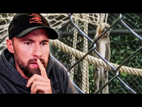 Affe erhängt sich im Tierpark Hagenbeck – Was ist passiert? | Robert Marc Lehmann reagiert