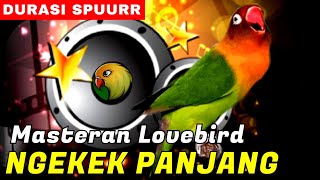 Download lagu Masteran Love bird Video Ngekek Full 1 Jam !!! Lovebird Ngekek Durasi Panjang Auto Masuk Rekor Muri mp3