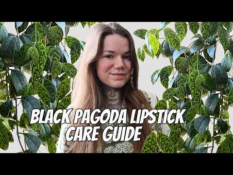 Aeschynanthus Marmoratus - Black Pagoda Lipstick Plant Care Guide
