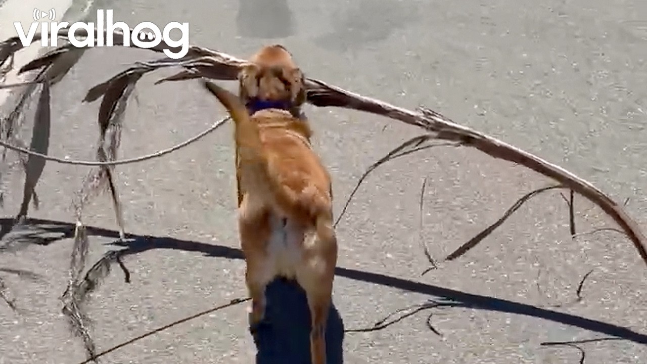 Good Boy Finds the Biggest Stick || ViralHog