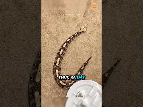 Rắn lục Gaboon có thực sự độc không? #kienthuc #giaitri