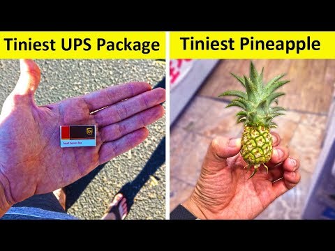 People Who Found The Tiniest Things Ever (NEW PICS!) Video