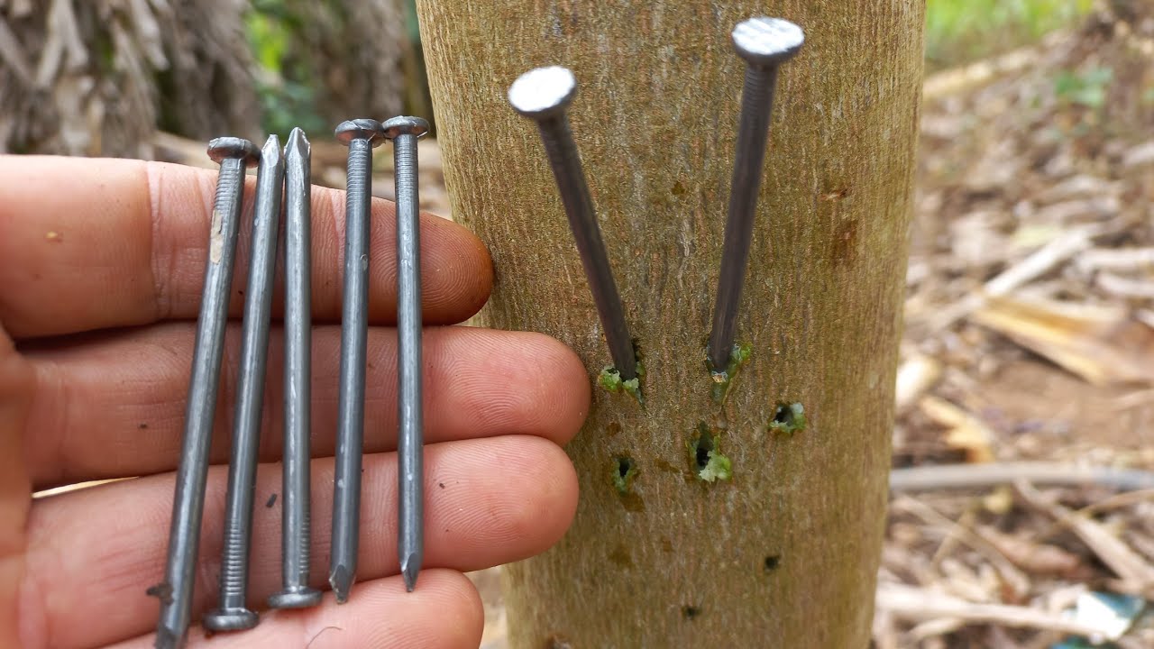 FUI BATE 1 PREGO NO TRONCO DA MINHA PLANTA OLHA SÓ O QUE ACONTECEU.