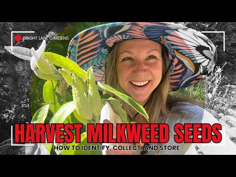 🌿 How to Harvest Milkweed Seeds & Tips For Proper Seed Storage 🦋 | Asclepias syriaca seeds